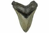 Fossil Megalodon Tooth - North Carolina #319905-1